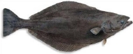 Blåkveite (fersk fisk)