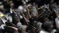 Blåskjell (skalldyr og bløtdyr)