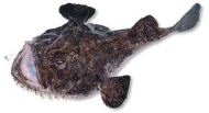 Breiflabb (fersk fisk)